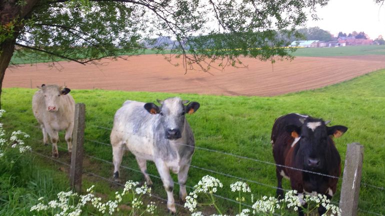 Moins de cochons, de vaches et de poules, davantage de forêts et de soja : voici la Belgique neutre en carbone de 2050