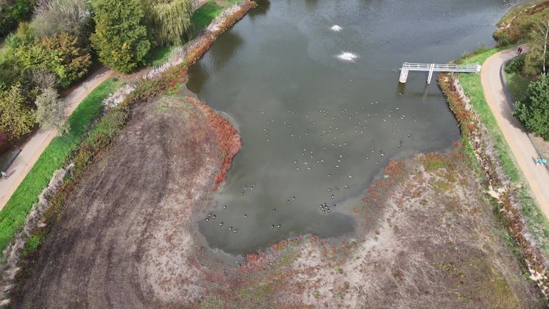 À Louvain-la-Neuve, le lac poursuit sa cure d'assainissement et renforce son rôle contre les inondations