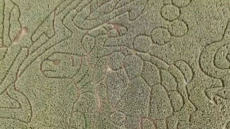 À Tarcienne, le labyrinthe de maïs se transforme en dédale d’Halloween À Tarcienne, le labyrinthe de maïs se transforme en dédale d’Halloween