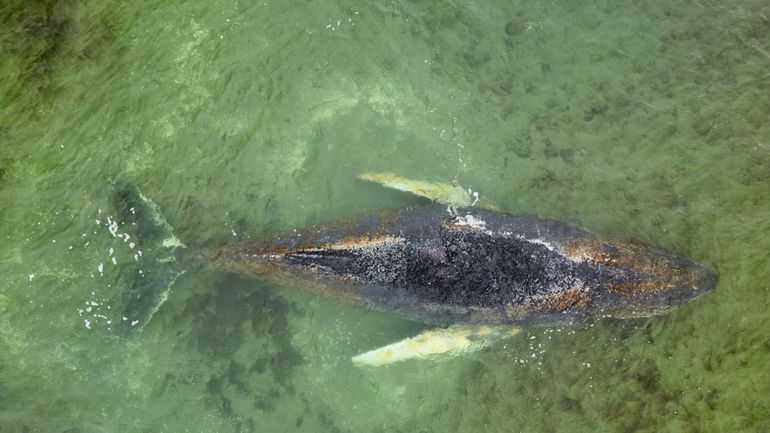 Allemagne : la baleine échouée sur la côte baltique depuis plusieurs jours s'est libérée