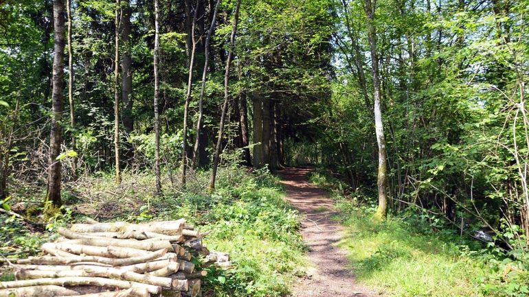 Sivry-Rance : la commune veut se préparer face au risque de feu de forêt