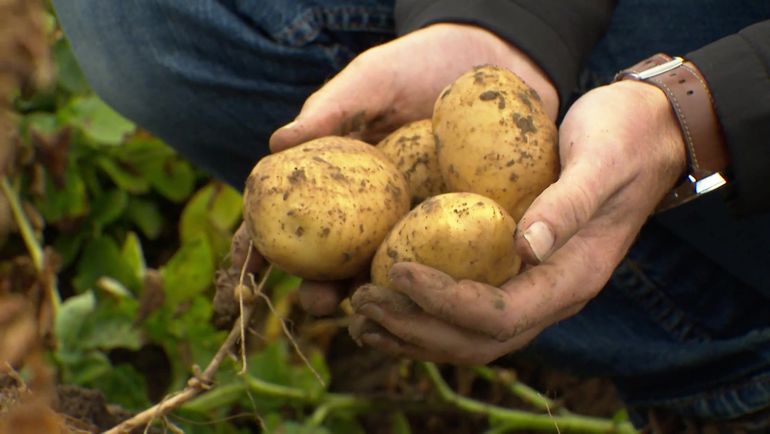 Pommes de terre belges : une récolte 2026 fortement fragilisée par la sécheresse