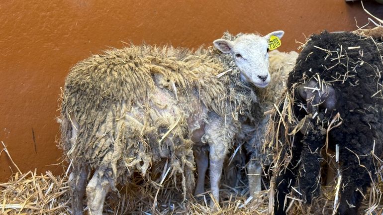 Ciney : plus de 150 animaux de basse-cour et une cinquantaine de moutons saisis