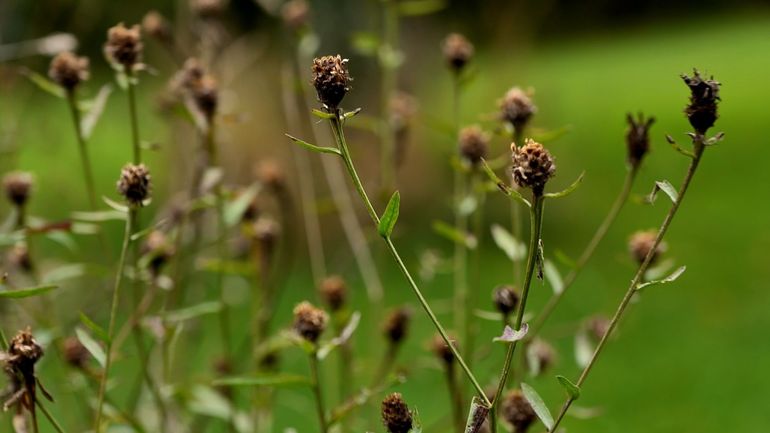 En automne, offrez une réserve de graines pour les oiseaux du jardin