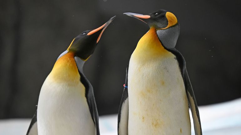 Le manchot empereur officiellement une espèce en danger sur la liste de l'Union internationale pour la conservation de la nature (UICN)