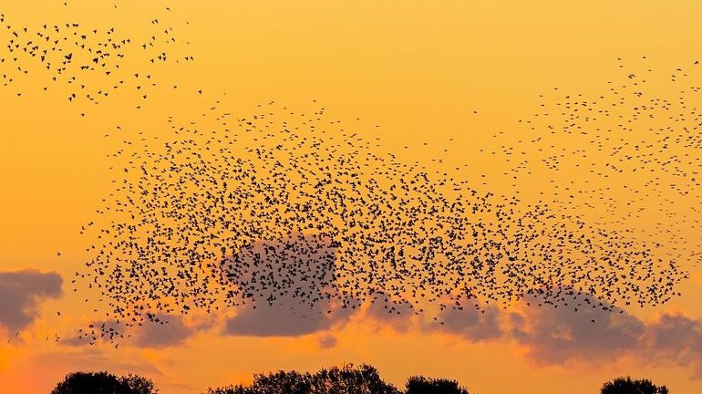 Plus de 188.000 oiseaux migrateurs observés dans le ciel belge lors de l'Eurobirdwatch
