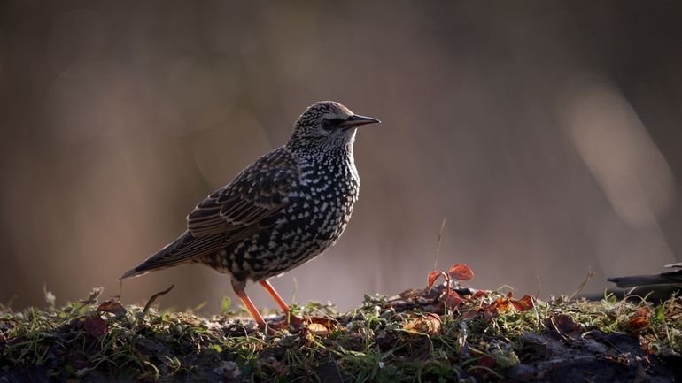 Mésanges, grosbecs, étourneaux : quels oiseaux fréquentent nos jardins en hiver ?