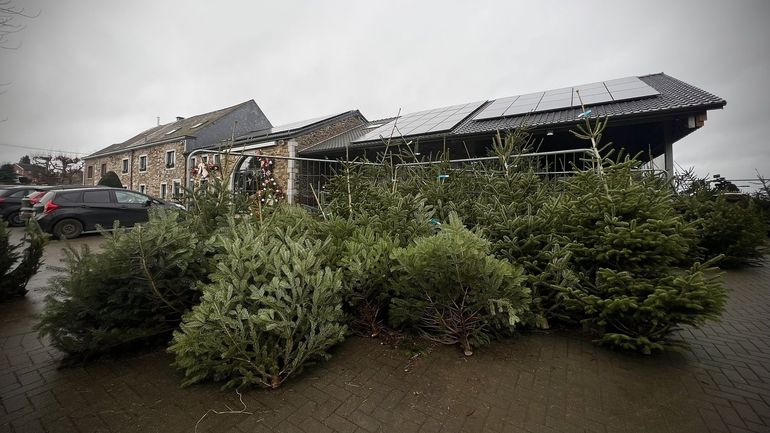 Des moutons plutôt que des herbicides : dans les Hautes Fagnes, ce producteur de sapins de Noël mise sur du 100% naturel Des moutons plutôt que des herbicides : dans les Hautes Fagnes, ce producteur de sapins de Noël mise sur du 100% naturel