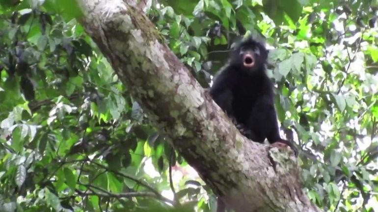 Le "Likweli", une nouvelle espèce de singe aux lèvres orange, filmée dans la forêt tropicale en RDC