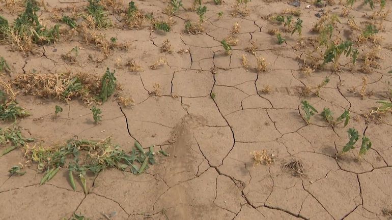 Climat en Belgique : l'été 2026, un avant-goût du futur ?