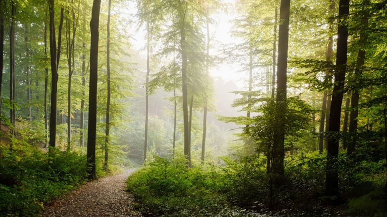 Dans la peau d'un agent des forêts : découvrez un métier aux mille facettes, au coeur de la nature