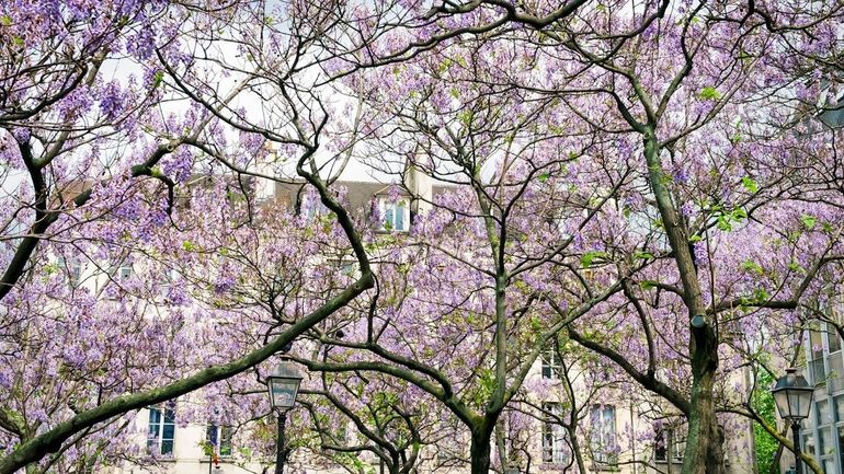Dans nos villes et nos campagnes, le paulownia est-il un arbre aussi "magique" qu’on le dit ?