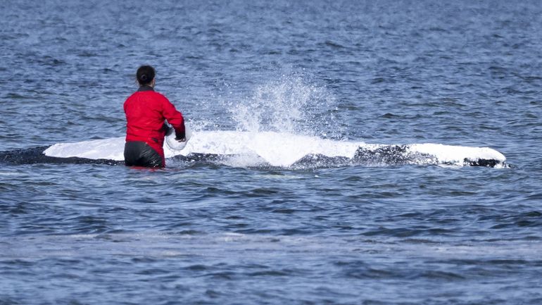 Timmy, la baleine à bosse échouée en Allemagne et relâchée en mer du Nord, difficile à localiser suite à un dysfonctionnement de son traceur GPS