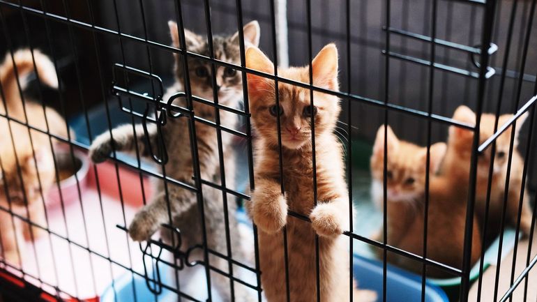 Vietnam : des chats volés pour être transformés en viande rendus à leurs propriétaires