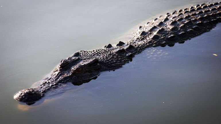 "Des crocodiles partout" : plus d'un millier de personnes évacuées en Australie après d'importantes inondations