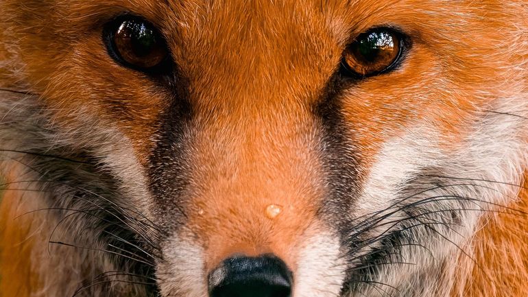 La photo extraordinaire : Le fantôme roux