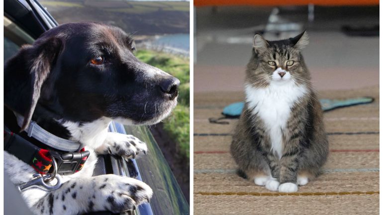 Petsitting, pensions, vacances chez la famille... Que faire de votre animal de compagnie lorsque vous partez en vacances ?