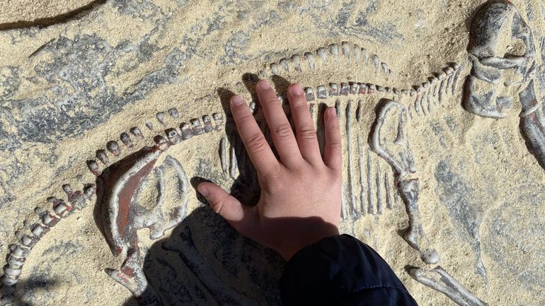 Une équipe suisse découvre un rare crâne de jeune dinosaure