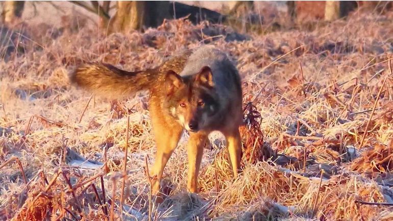 Un autre symbole des Hautes Fagnes s'est éteint : Akéla, 1er loup à s'être réinstallé en Belgique, est mort en Allemagne