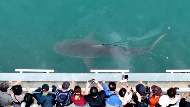 Corée du Sud : un requin égaré stimule le commerce local