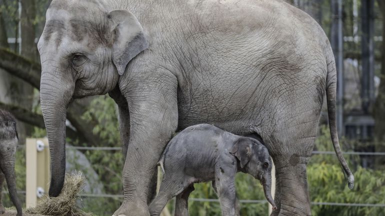 Une éléphante d'Asie est enceinte au zoo Planckendael