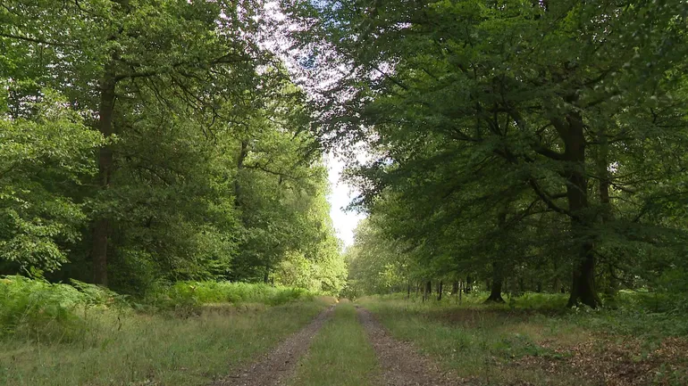 Ce chemin pourrait devenir un coupe feu, à condition d'être élargi. Des travaux couteux, qui vont peser sur l'exploitation forestière, pour un résultat qui n'est pas garanti