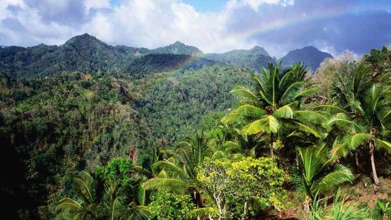 COP30 : sauver les forêts tropicales, un enjeu essentiel dans la lutte contre le dérèglement climatique, estime le WWF
