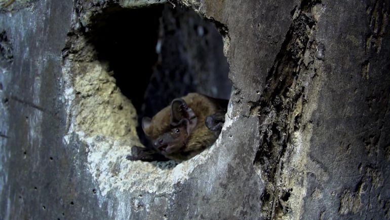 Nuit européenne des chauves-souris : à la découverte de ces précieuses alliées