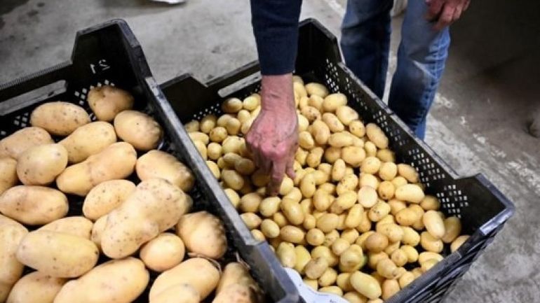 Les Wallons invités à consommer des pommes de terre locales face à la crise des surplus