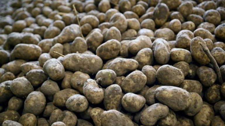 Le prix des pommes de terre industrielles chute à zéro euro : "Tout vaut mieux que de les enfouir ou de les détruire"