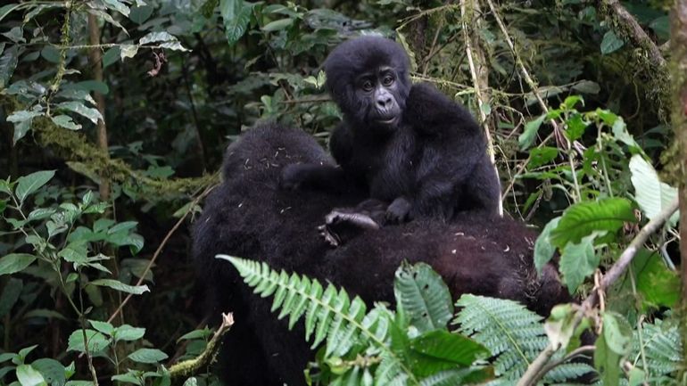 L'augmentation de la population de gorilles pose de nouveaux défis au Rwanda et en Ouganda