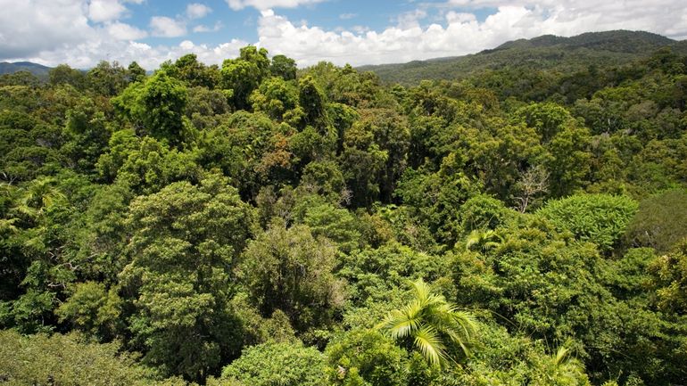 Climat : les forêts tropicales d'Australie ne sont plus un puits de carbone, selon une étude