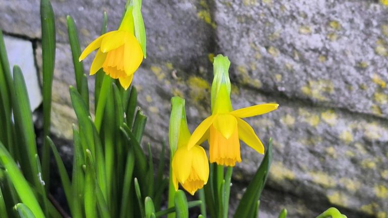 Les jonquilles fleurissent avec deux semaines d'avance : que dit la réglementation sur leur cueillette ?
