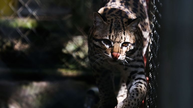 Il se nomme Leopardus tilcayo : ce chat sauvage est une nouvelle espèce de félin découverte en collaboration avec des biologistes belges
