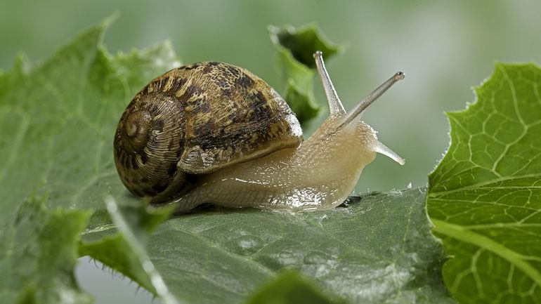 "Occupez-vous des escargots" : le promoteur de Dubaï qui ridiculise la bureaucratie européenne