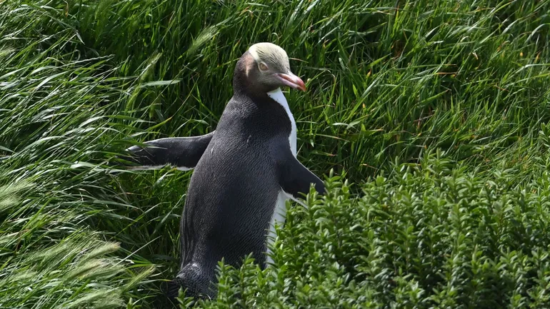 Un manchot à œil jaune revient de la mer vers sa colonie à Katiki Point, sur une île du sud de la Nouvelle-Zélande. Il est considéré comme le manchot le plus rare du monde et se trouve en danger d’extinction.