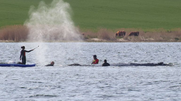 La baleine Timmy qui avait été secourue en Allemagne finalement retrouvée morte au Danemark