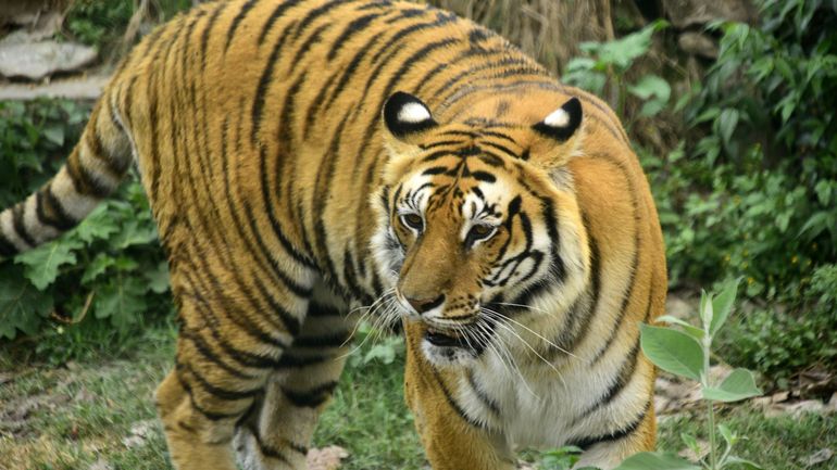La police abat un tigre à Leipzig