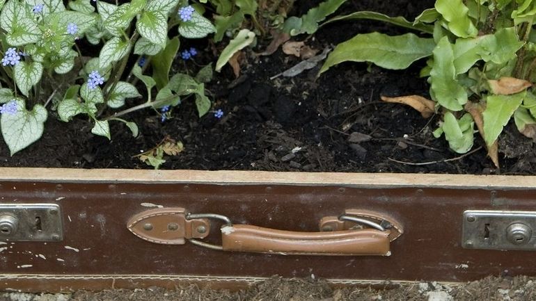 Pourquoi il ne faut pas rapporter de végétaux de retour de voyage