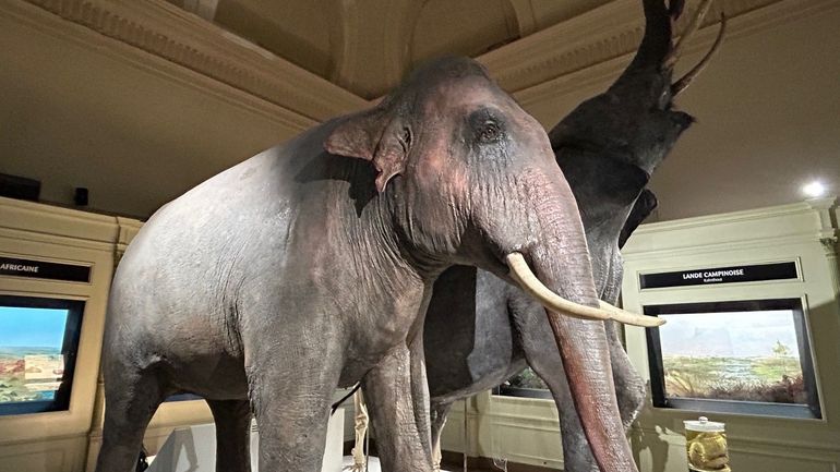 Le Musée d’Histoire naturelle et Vivarium de la Ville de Tournai rouvre ses portes le jour de Saint-Nicolas