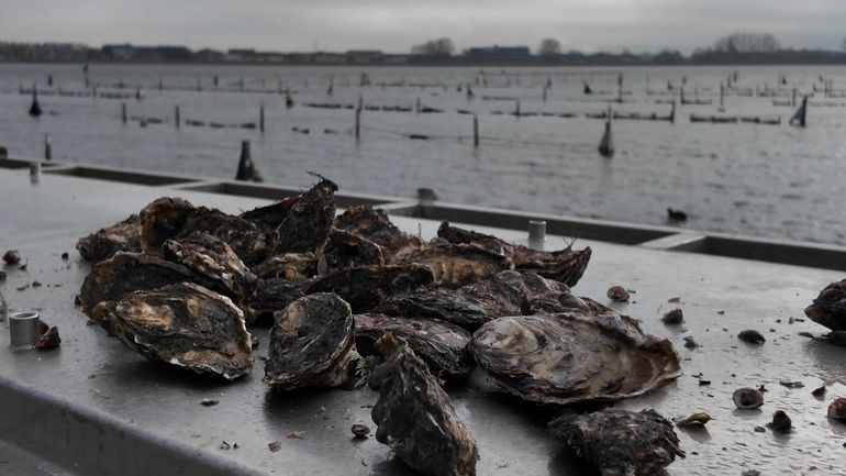 Les huîtres belges encore rares dans nos supermarchés Les huîtres belges encore rares dans nos supermarchés