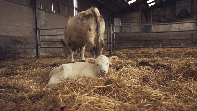 Circuit court et élevage : la recette d'un agriculteur wallon pour réduire son impact environnemental
