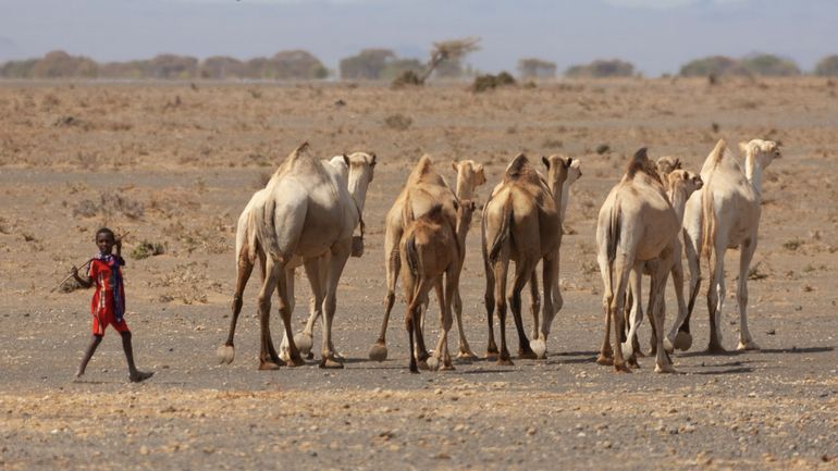 Les dromadaires remplacent les vaches dans le nord du Kenya frappé par la sécheresse