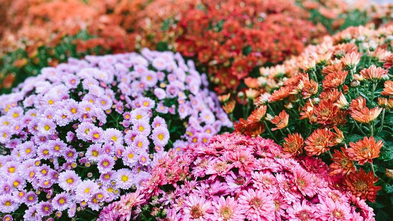 Le chrysanthème, une fleur injustement boudée en Europe Le chrysanthème, une fleur injustement boudée en Europe