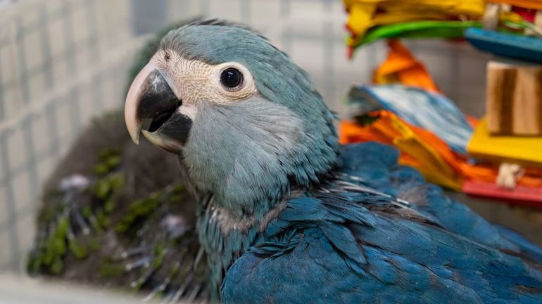 Brugelette : disparu à l'état sauvage, on connaît le sexe de l'Ara de Spix né en septembre à Pairi Daiza Brugelette : disparu à l'état sauvage, on connaît le sexe de l'Ara de Spix né en septembre à Pairi Daiza