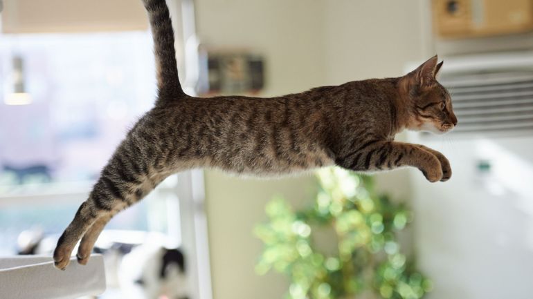 Pourquoi les chats survivent-ils aux chutes ?