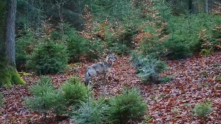 Un couple de loups identifié en forêt de Saint-Michel Freyr à Saint-Hubert