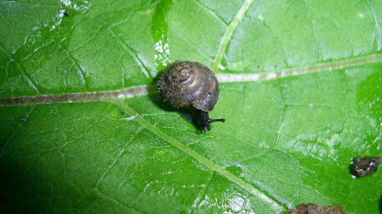 La minute insolite : la ville de Londres se lance à la recherche d’un escargot poilu rare sur les bords de la Tamise