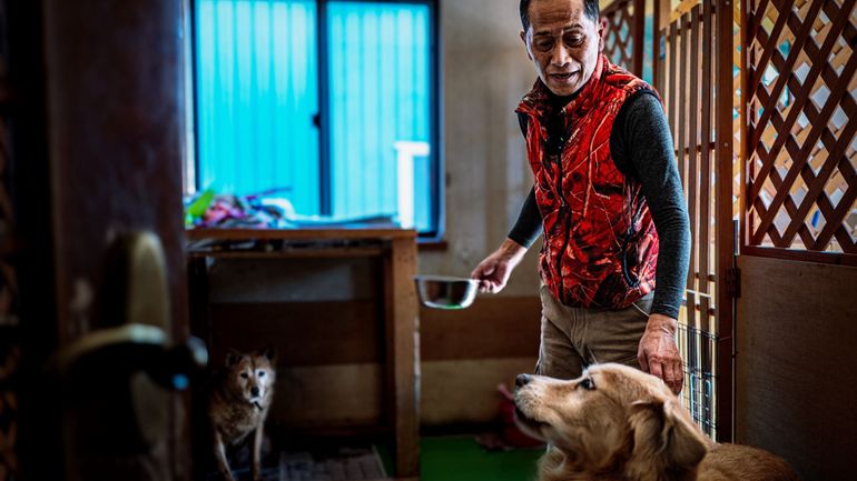 Chiens et chats abandonnés, avec les survivants à quatre pattes de la catastrophe de Fukushima
