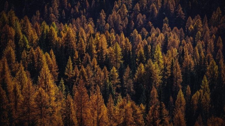 Épicéas, pins, mélèzes : comment reconnaître les conifères de nos forêts ?